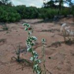 Cryptantha flaccida Blomst