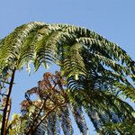 Cyathea glauca Leaf