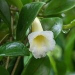 Codonanthe elegans