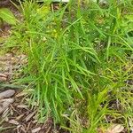 Asclepias verticillata Blad