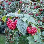 Cotoneaster bullatus 葉