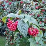 Cotoneaster bullatus Blatt