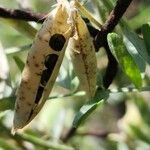 Vicia monantha Frucht