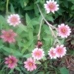 Zinnia angustifoliaFlower