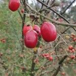 Cornus masFrutto