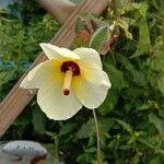 Hibiscus tiliaceusFlower