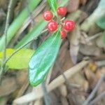 Ilex cassine Frucht