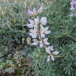 Lupinus arboreus Fleur