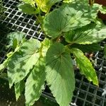 Begonia chlorosticta Φύλλο