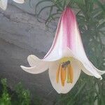 Lilium regale Blüte