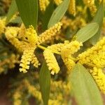 Acacia longifolia Flor