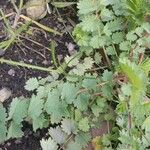 Sanguisorba minor Leaf