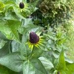 Rudbeckia occidentalis Flors