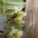 Calyptrochilum christyanum Flower