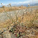 Eriogonum nudum Habitat