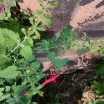 Salvia roemeriana Folla