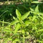 Ludwigia alternifolia Leaf