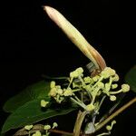 Coussapoa villosa Frukt