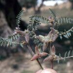 Astragalus sinaicus Máis