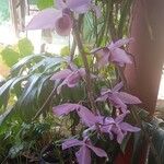 Dendrobium anosmum പുഷ്പം