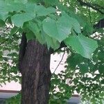 Tilia americana Folha