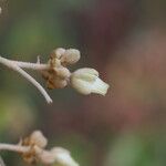 Schinziophyton rautanenii Flor