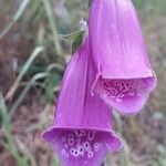 Digitalis thapsi Flower