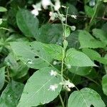 Circaea canadensis Yaprak