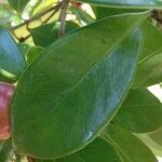 Psidium cattleyanum Лист