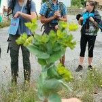 Bupleurum rotundifoliumLeaf