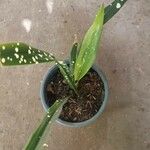 Aspidistra lurida List