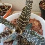 Cryptanthus zonatus ᱥᱟᱠᱟᱢ