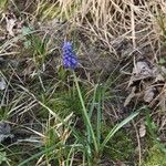 Muscari armeniacumFiore