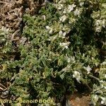 Arenaria tetraquetra Tervik taim