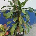 Dracaena fragrans Hostoa