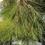 Casuarina cunninghamiana Levél