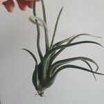 Tillandsia paucifolia 花