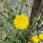 Sonchus asperBlomst