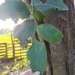 Ficus benjaminaFolla