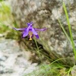 Aquilegia einseleana फूल