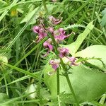 Pedicularis groenlandica 整株植物