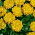 Tanacetum vulgare ᱵᱟᱦᱟ