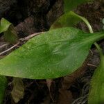 Centranthus trinervis 葉