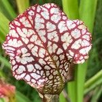 Sarracenia leucophylla Flor