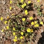 Helianthemum salicifolium Хабит