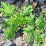 Artemisia princeps List