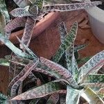 Gasteria obliqua Leaf