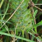 Prunella laciniata Fula
