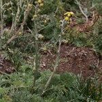 Artemisia atrata Habit