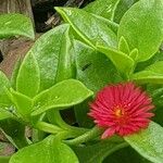Mesembryanthemum cordifolium Hoja